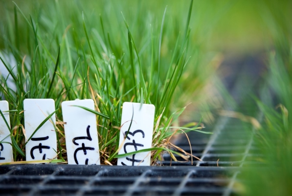 New varieties under development